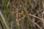 Saltmarsh bulrush